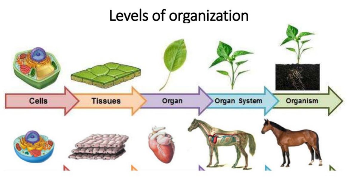 sistem organisasi kehidupan makhluk hidup